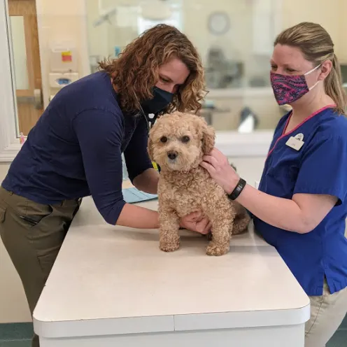 Veterinary staff examining small curly-haired dog